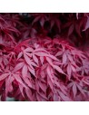 Acer palmatum 'Skeeter's broom' - Erable du Japon