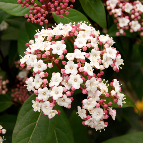 Viburnum tinus