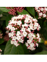 Viburnum tinus - Viorne - Laurier tin