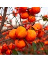 Diospyros kaki 'Tipo' - Plaqueminier