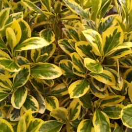 Euonymus japonicus 'bravo'