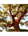Quercus suber - Chêne liège