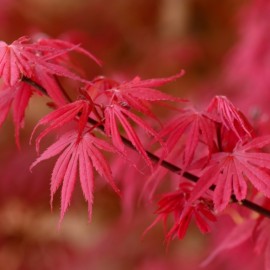 Acer palmatum 'Shaina' (Erable du Japon)