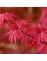 Acer palmatum 'Shaina' - Erable du Japon