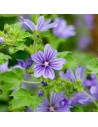 Malva sylvestris 'Blue Fountain' - Mauve des bois