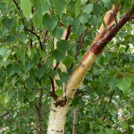 Betula pendula - Bouleau pleureur