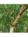 Betula pendula - Bouleau verruqeux