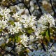 Amelanchier rotundifolia (Amélanchier à feuilles rondes)