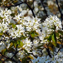 Amelanchier Canadensis - Amélanchier du Canada