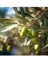 Olea europaea - Olivier