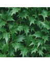 Osmanthus heterophyllus 'Ilicifolia' - Osmanthe à feuilles de houx