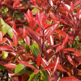 Photinia x fraseri 'Red Robin' palissade