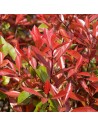 Photinia x fraseri 'Red Robin' - Photinia tige