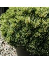Pinus sylvestris 'Watereri' - Pin sylvestre