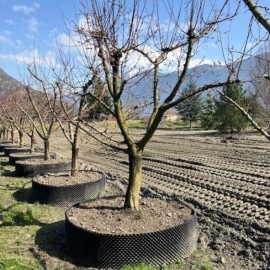 Prunus armeniaca 'Orangered' - Abricotier