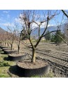 Prunus armeniaca  - Abricotier du Valais