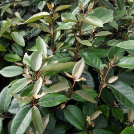 Espalier Elaeagnus