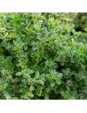 Thymus citriodorus ‘Silver Queen' - Thym citron panaché