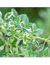 Thymus pulegioides ‘Foxley’ - Thym