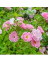 Rosa 'The Fairy' - Rosier
