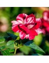 Rosa 'Julio Iglesias' - Parfumé