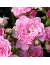 Rosa 'Lovely Fairy' - Rosier
