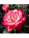 Rosa 'Jubile du Prince de Monaco' - Rosier