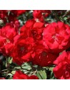 Rosa 'La Sevillana' - Rosier