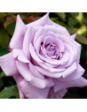 Rosa 'Charles De Gaulle' - Rosier