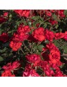 Rosa 'Mona Lisa' - Rosier