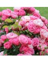 Rosa 'Pink Swany' - Rosier