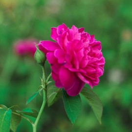 Rosa 'Bluebell' - Rosier