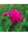 Rosa 'Bluebell' - Rosier