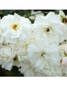 Rosa 'Carte Blanche' - Rosier