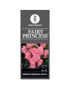 Rosa 'Fairy Princess' - Rosier