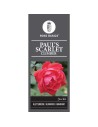 Rosa 'Paul’s Scarlet' - Rosier grimpant