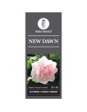 Rosa 'New Dawn' - Rosier