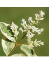 Ligustrum japonicum 'Variegatum' - Troène
