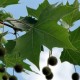 Platanus x acerifolia - Platane à feuilles d'érable