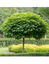 Catalpa bignonioides  'Bungei' - Catalpa boule