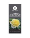 Rosa 'Chinatown' - Rosier