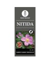 Rosa nitida - Rosier brillant