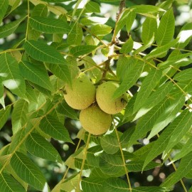 Juglans regia (noyer)