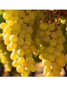Vitis vinifera 'Palatina'- Vigne