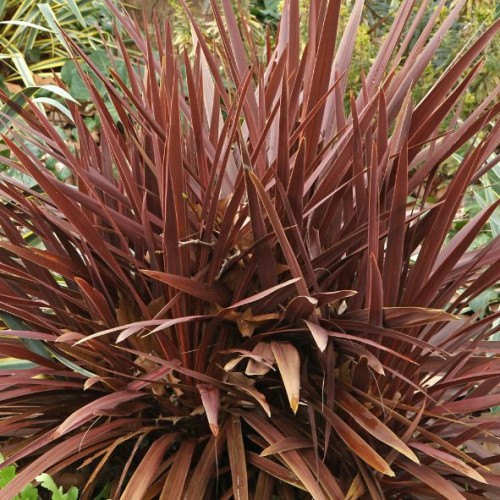 Phormium tenax 'Atropurpureum' - Lin de Nouvelle-Zélande