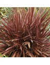 Phormium tenax 'Atropurpureum' - Lin de Nouvelle-Zélande
