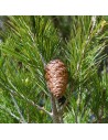 Pinus halepensis - Pin d'Alep