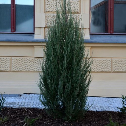 Juniperus virginia 'Blue Arrow' (Genévrier de Virginie)