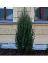 Juniperus virginiana 'Skyrocket' - Genévrier de Virginie