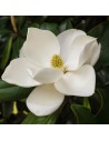 Magnolia grandiflora - Magnolia d'été